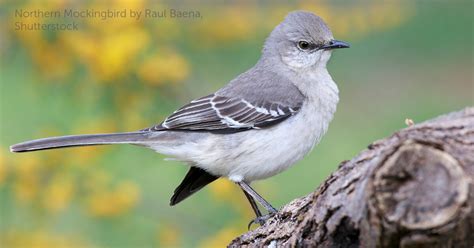 Northern Mockingbird - American Bird Conservancy