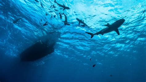 Swim With Sharks Oahu | Top Shark Dive Oahu | Shark Diving Hawaii