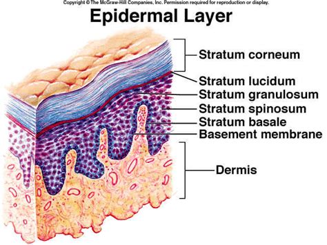 epidermis - Google Search | Skin anatomy, Integumentary system, Skin facts