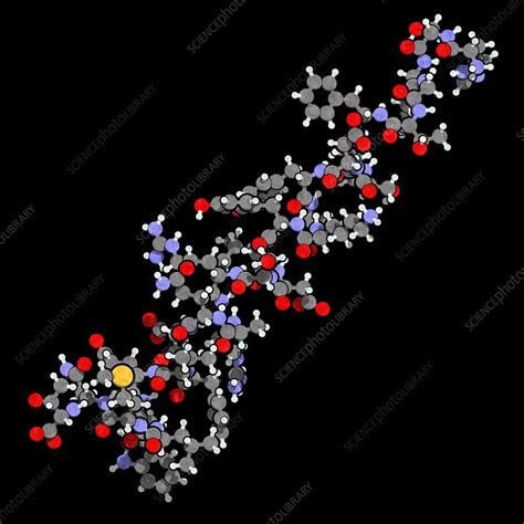 Glucagon hormone molecule, illustration - Stock Image - F019/2281 ...