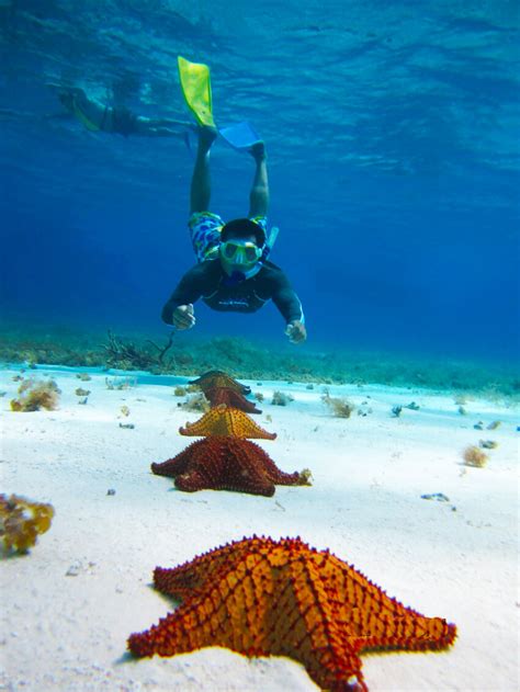 Snorkel in Cozumel - Aqua Excursions - Snorkeling Tour from Playa del ...