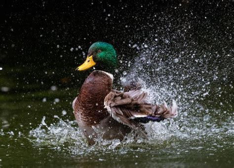 Premium Photo | Water splash through the duck wings