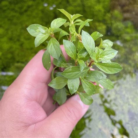 Ludwigia Repens | APF Aquarium Plants Factory®