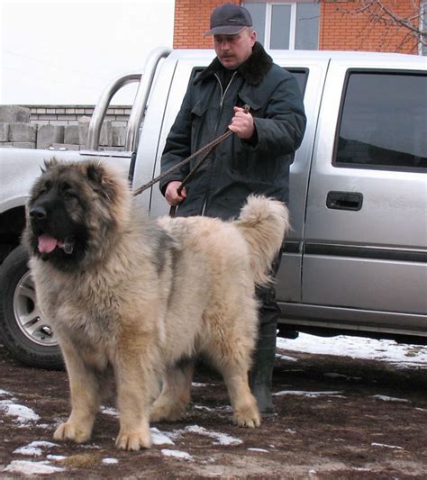 Russian Prison Guard Dogs and the Caucasion Ovcharka