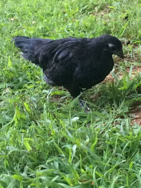 Black Sumatra Gender?? | BackYard Chickens - Learn How to Raise Chickens