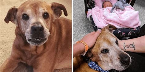 Couple adopt 17-year-old dog from shelter, he stays alive long enough ...