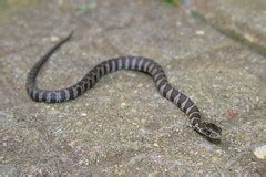 Baby Northern Water Snake | themarvelousinnature.wordpress.c… | Flickr