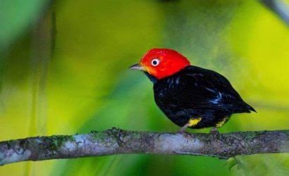 Arenal Volcano La Fortuna Archives - Eagle Tours