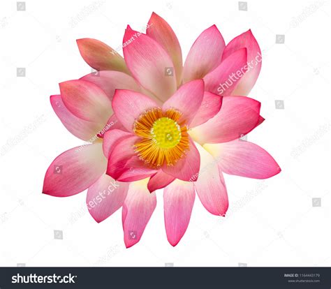 Top View Beautiful Pink Lotus Flower Stock Photo 1164443179 | Shutterstock