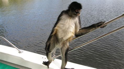 File:Spider monkey hanging out on a boat in Belize.jpg - Wikimedia Commons