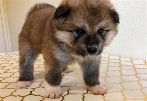 Japanese Akita Puppy for Sale - Adoption, Rescue for Sale in Los ...