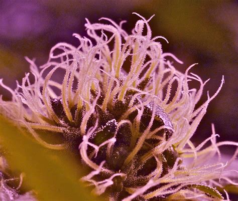 Marijuana Harvesting, Drying & Curing 102: Say When? - Big Buds Magazine