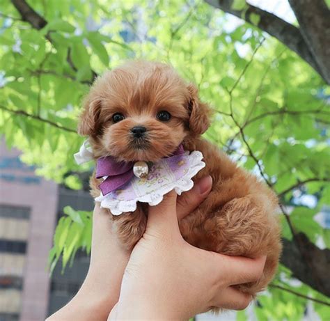 Cute teacup maltipoo breeders near