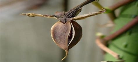 Collecting Moonflower Seeds for Next Season | DoItYourself.com