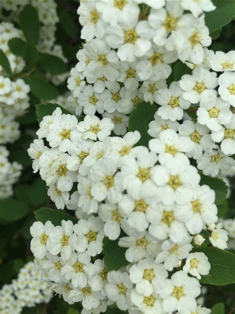 Bridal-Wreath Spiraea in Bloom – Ruth E. Hendricks Photography