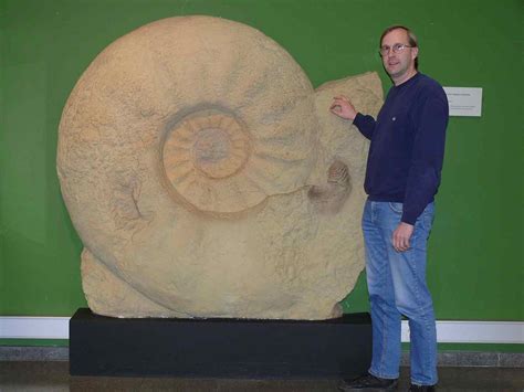 This shell of ammonite, the ammonite shell of a large extinct animals is similar to the living ...