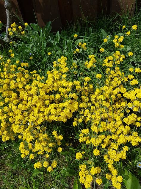 Ornamental shrub with yellow flower - Garden Design | Free photos ...