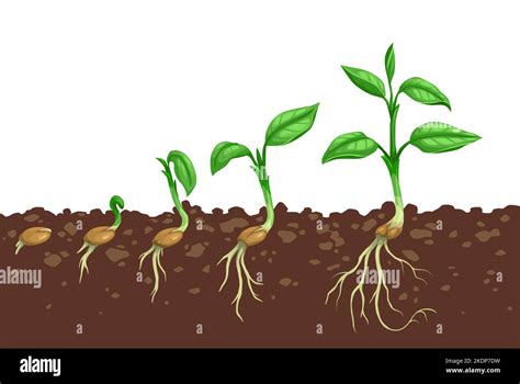 Plant growth steps. Seed germination in soil. Agriculture seedling evolving stages or sapling ...