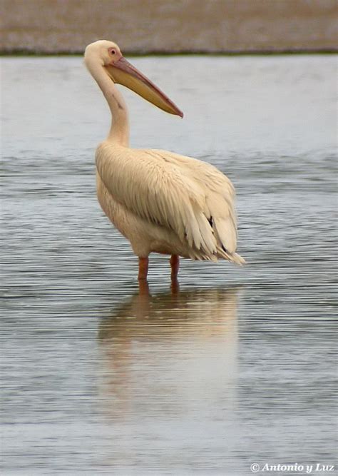 Pelícano Común - Pelecanus Onocrotalus. - MundiAves