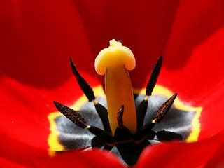 Au coeur de la tulipe | SONY DSC | Jean-Marc Linder | Flickr
