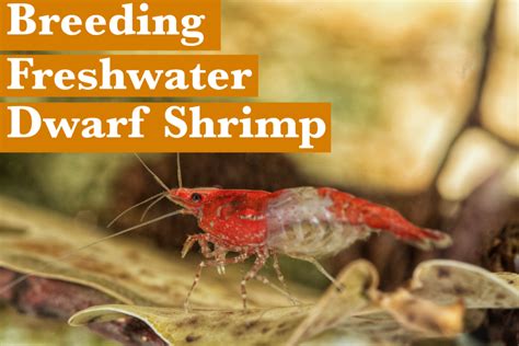 Guide to Breeding Freshwater Dwarf Shrimp for Beginners