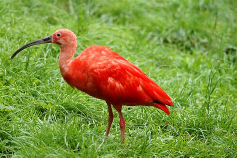 The Scarlet Ibis--Symbolism and Theme Review - WriteWork