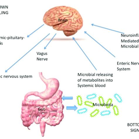 Summarizes the signaling involved in the microbiota brain-gut axis ...