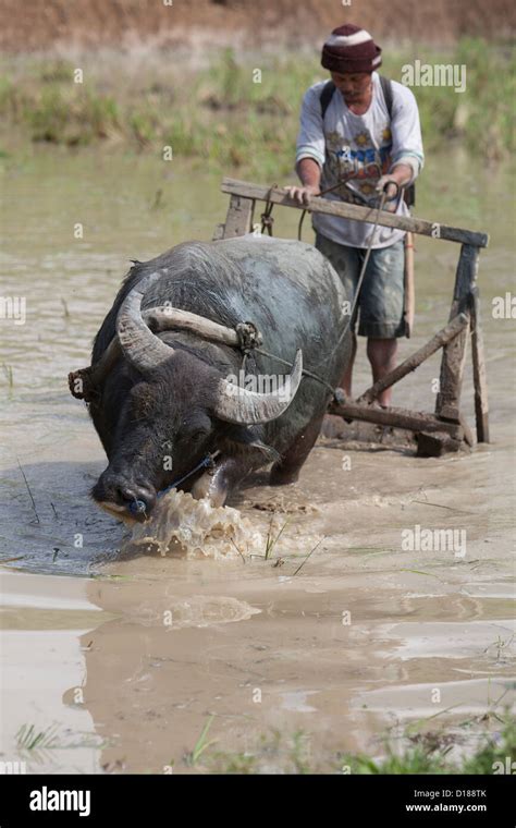 Farmer harrowing rice field with Carabao, Cebu mountains,Philippines ...