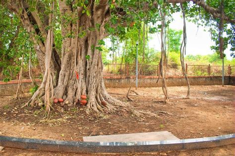 Complicated Bargad Tree Roots in the Park with Green Leaves Stock Photo ...