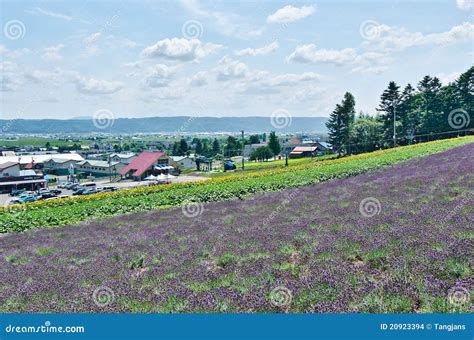 Lavender Fields, Hokkaido, Japan Stock Images - Image: 20923394