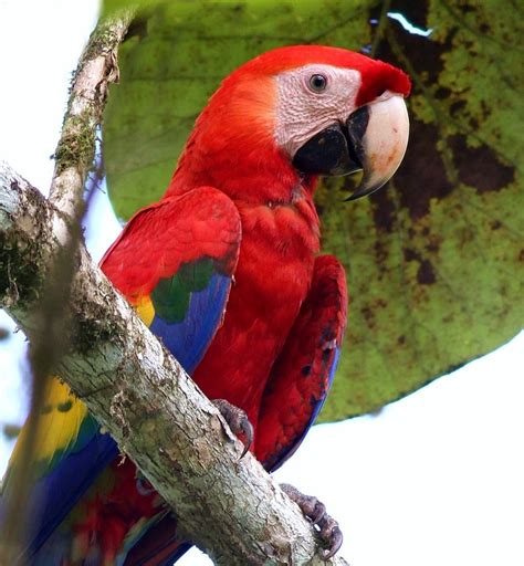 Costa Rica: Scarlet Macaw | Ah - what can be more sublime th… | Flickr