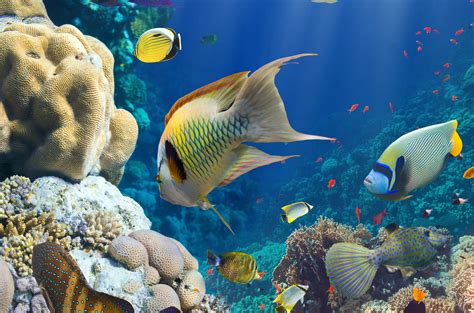 Underwater Coral Reef Wallpaper - WallpaperSafari