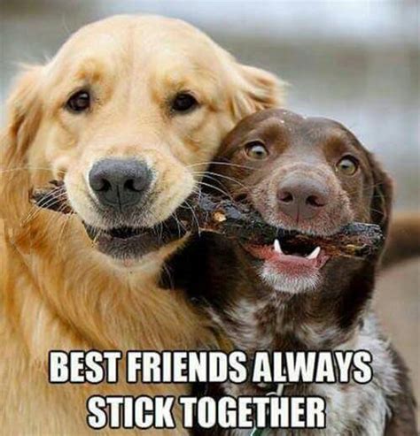 10 of the best dog memes on the web - Dog Lovers Corner