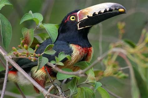 Animals World: wallpapers of animal collared aracari birds