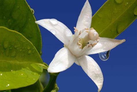 Neroli Hydrosol Natural Essential oils Wholesale Supplier in India