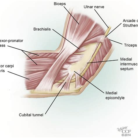 Photograph illustrating the valgus extension overload test. The elbow... | Download Scientific ...