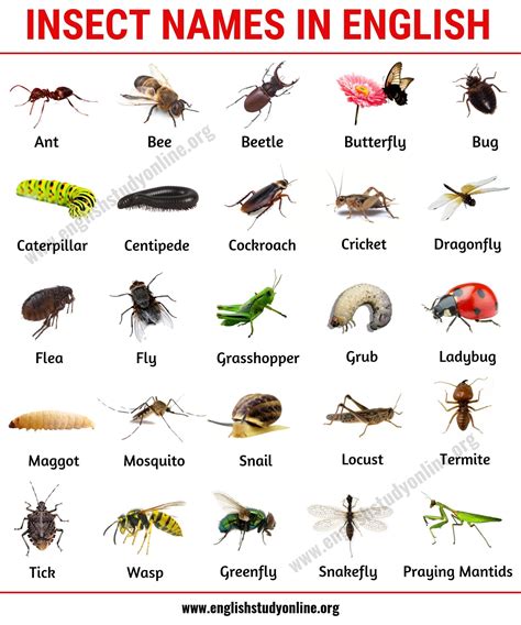 List of Insects: 25 Useful Insect Names with Pictures and Examples - English Study Online