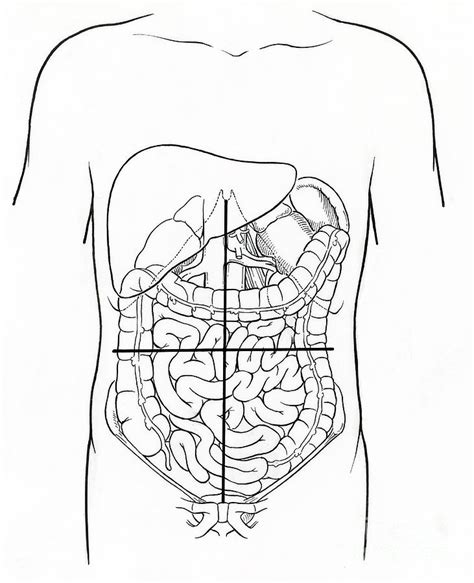 Female Right Lower Quadrant Anatomy - vrogue.co