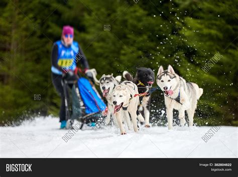 Husky Sled Dog Racing Image & Photo (Free Trial) | Bigstock