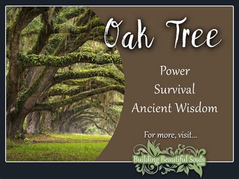 Oak Tree Meaning & Symbolism | Tree Symbolism & Meanings | Tree meanings, Oak tree, Oak tree meaning