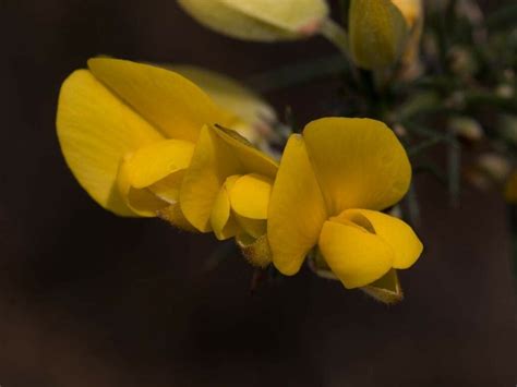 Gorse - How To Identify - A Quick and Easy Guide