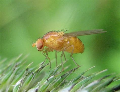 Drosophila Melanogaster