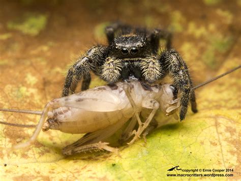 Jumping spider eating cricket: test of new flash bracket and diffuser ...