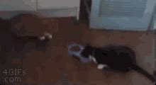 Herding Cats GIFs | Tenor