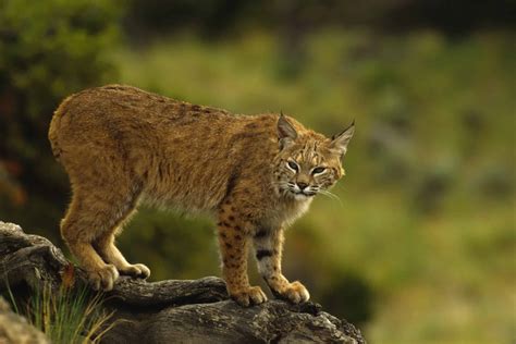 Do Bobcats Have Tails? - A-Z Animals