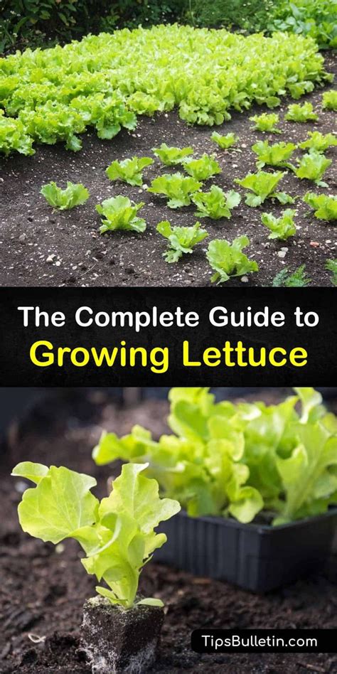 The Complete Guide to Growing Lettuce | Veg garden, Veggie garden ...