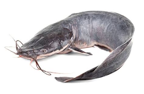 The Basics of Catfish Farming in Nigeria – Afrimash.com – Nigeria