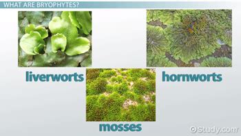 Bryophytes | Definition, Characteristics & Types - Lesson | Study.com