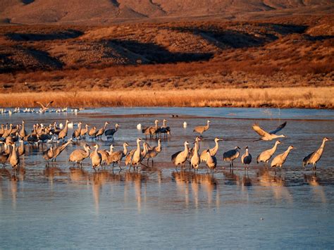 B is for Bosque del Apache! #NMAtoZ Bosque del Apache National Wildlife ...