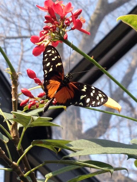 St. Louis Zoo Butterfly house | St louis missouri, Animal photography ...